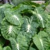 9/11 In. Colocasia White Lava Elephant Ear Bulbs (Bag Of 3) -J Parkers Garden Store garden state bulb flower bulbs ecs 229 03 03 64 1000
