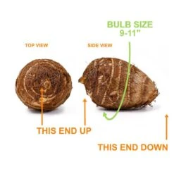 9/11 In. Colocasia White Lava Elephant Ear Bulbs (Bag Of 5) -J Parkers Garden Store garden state bulb flower bulbs ecs 229 05 05 1f 1000