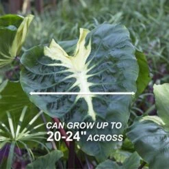 9/11 In. Colocasia White Lava Elephant Ear Bulbs (Bag Of 5) -J Parkers Garden Store garden state bulb flower bulbs ecs 229 05 05 4f 1000