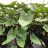 9/11 In., Colocasia Teacup Elephant Ear Bulbs (Bag Of 1) -J Parkers Garden Store garden state bulb flower bulbs ecs 230 01 01 64 1000
