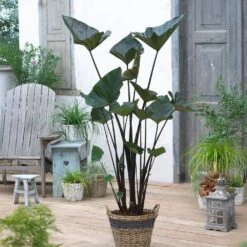 9/11 In. Colocasia Teacup Elephant Ear Bulbs (Bag Of 3) -J Parkers Garden Store garden state bulb flower bulbs ecs 230 03 03 31 1000