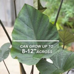 9/11 In. Colocasia Teacup Elephant Ear Bulbs (Bag Of 3) -J Parkers Garden Store garden state bulb flower bulbs ecs 230 03 03 4f 1000