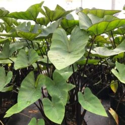 9/11 In. Colocasia Teacup Elephant Ear Bulbs (Bag Of 3)