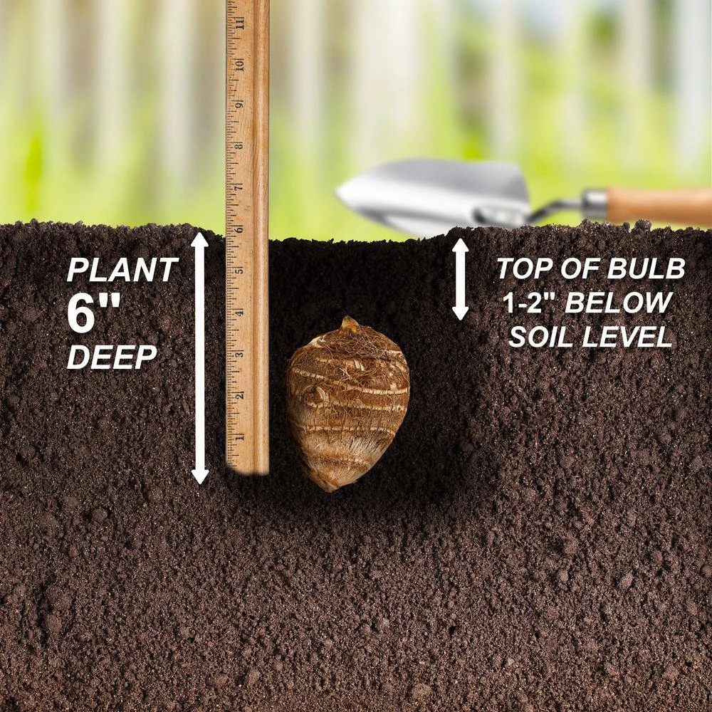 7/9 In. Hawaiian Punch Elephant Ear Bulbs (Bag Of 1) 7 7/9 In. Hawaiian Punch Elephant Ear Bulbs (Bag Of 1) - Image 5