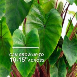 7/9 In. Hawaiian Punch Elephant Ear Bulbs (Bag Of 1) 12 7/9 In. Hawaiian Punch Elephant Ear Bulbs (Bag Of 1) -J Parkers Garden Store garden state bulb flower bulbs ecs 231 01 01 4f 1000