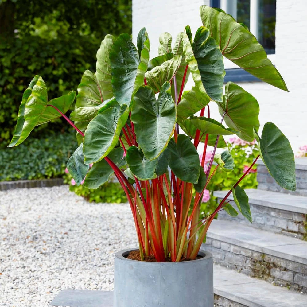 7/9 In. Hawaiian Punch Elephant Ear Bulbs (Bag Of 1) 3 7/9 In. Hawaiian Punch Elephant Ear Bulbs (Bag Of 1)