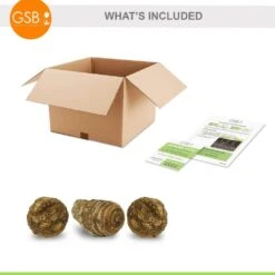 7/9 In. Hawaiian Punch Elephant Ear Bulbs (Bag Of 3) -J Parkers Garden Store garden state bulb flower bulbs ecs 231 03 03 fa 1000