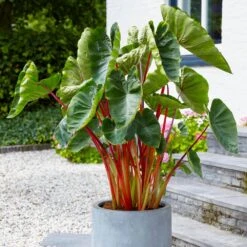 7/9 In. Hawaiian Punch Elephant Ear Bulbs (Bag Of 5)