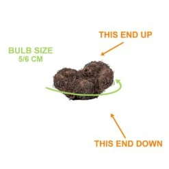 Bare Roots, Begonia Picotee Sunburst Flower Bulbs (Bag Of 10) -J Parkers Garden Store garden state bulb flower bulbs ecs 232 10 01 1f 1000