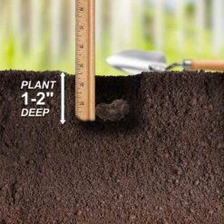 Bare Roots, Begonia Picotee Sunburst Flower Bulbs (Bag Of 10) -J Parkers Garden Store garden state bulb flower bulbs ecs 232 10 01 44 1000