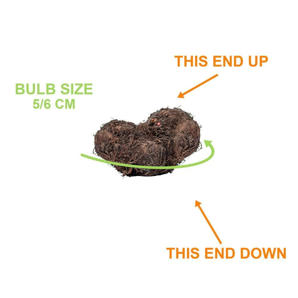 Bare Roots, Begonia Picotee Sunburst Flower Bulbs (Bag Of 20) 7 Bare Roots, Begonia Picotee Sunburst Flower Bulbs (Bag Of 20) - Image 5