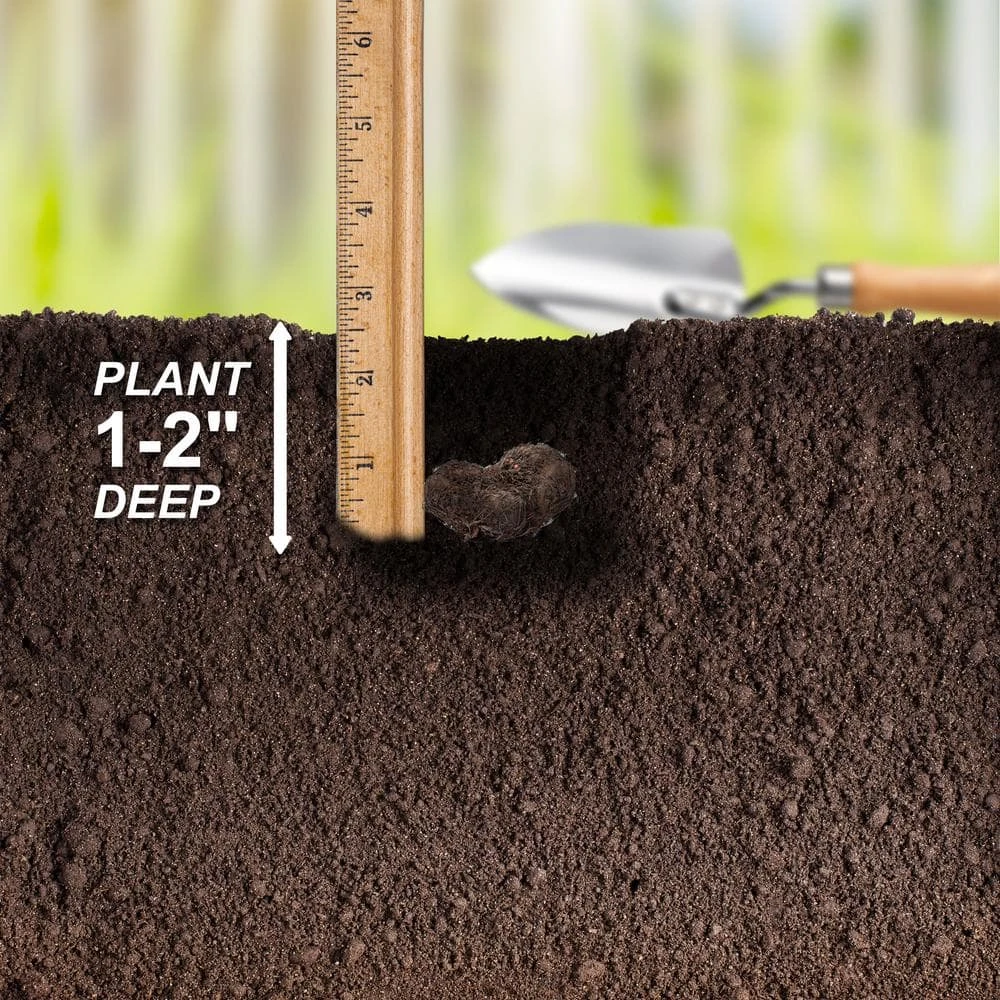 Bare Roots, Begonia Picotee Sunburst Flower Bulbs (Bag Of 20) 8 Bare Roots, Begonia Picotee Sunburst Flower Bulbs (Bag Of 20) - Image 6