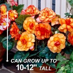 Bare Roots, Begonia Picotee Sunburst Flower Bulbs (Bag Of 30) 11 Bare Roots, Begonia Picotee Sunburst Flower Bulbs (Bag Of 30) -J Parkers Garden Store garden state bulb flower bulbs ecs 232 30 03 4f 1000