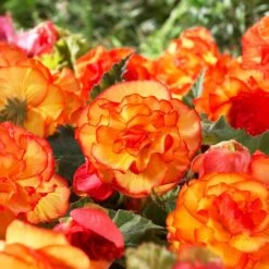 Bare Roots, Begonia Picotee Sunburst Flower Bulbs (Bag Of 30)