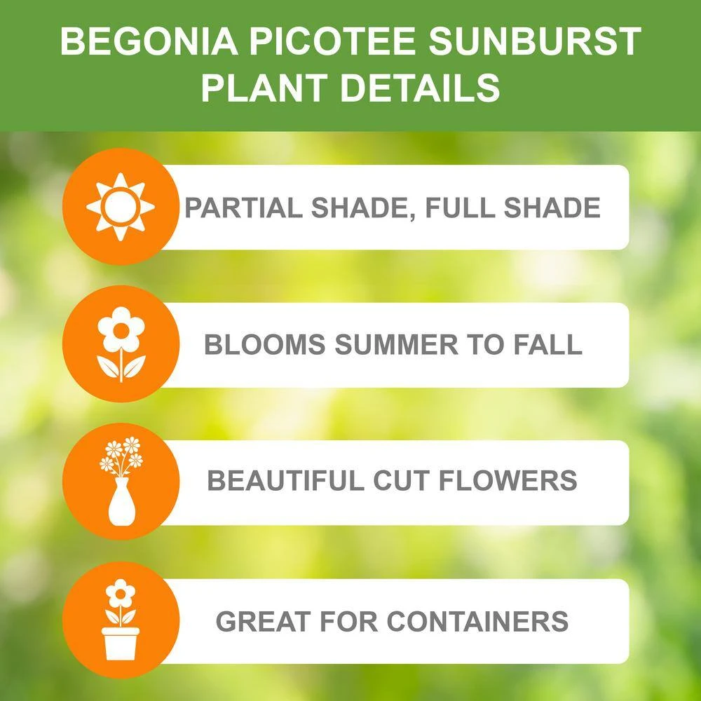Bare Roots, Begonia Picotee Sunburst Flower Bulbs (Bag Of 30) 4 Bare Roots, Begonia Picotee Sunburst Flower Bulbs (Bag Of 30) - Image 2