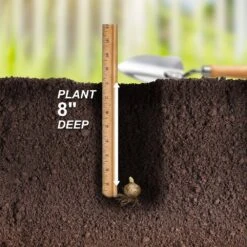 14/16 Cm, Asiatic Lily Sweet Surrender Flower Bulbs (Bag Of 10) -J Parkers Garden Store garden state bulb flower bulbs ecs 36 10 01 fa 1000