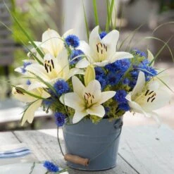 14/16 Cm, Asiatic Lily Sweet Surrender Flower Bulbs (Bag Of 20) -J Parkers Garden Store garden state bulb flower bulbs ecs 36 20 02 31 1000