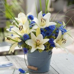 14/16 Cm, Asiatic Lily Sweet Surrender Flower Bulbs (Bag Of 30) 17 14/16 Cm, Asiatic Lily Sweet Surrender Flower Bulbs (Bag Of 30) -J Parkers Garden Store garden state bulb flower bulbs ecs 36 30 03 31 1000