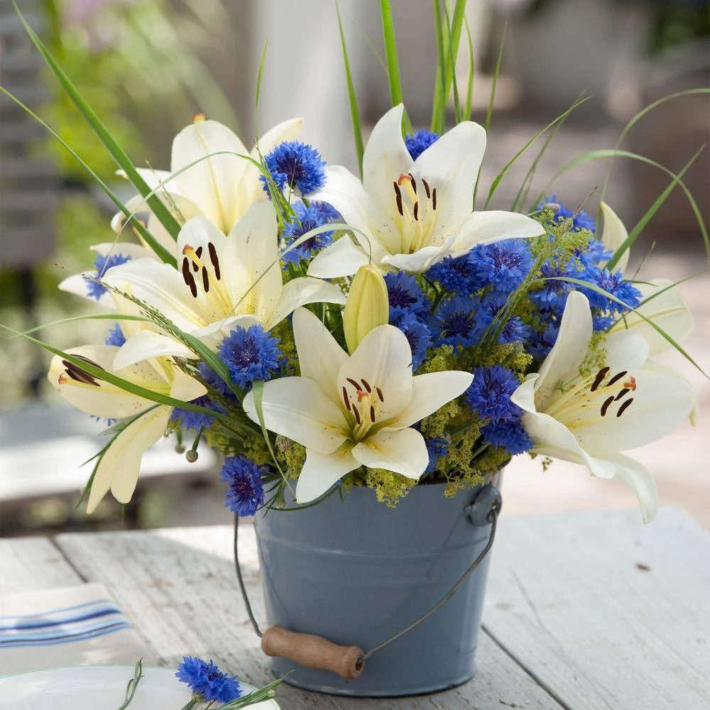 14/16 Cm, Asiatic Lily Sweet Surrender Flower Bulbs (Bag Of 30) 10 14/16 Cm, Asiatic Lily Sweet Surrender Flower Bulbs (Bag Of 30) - Image 8