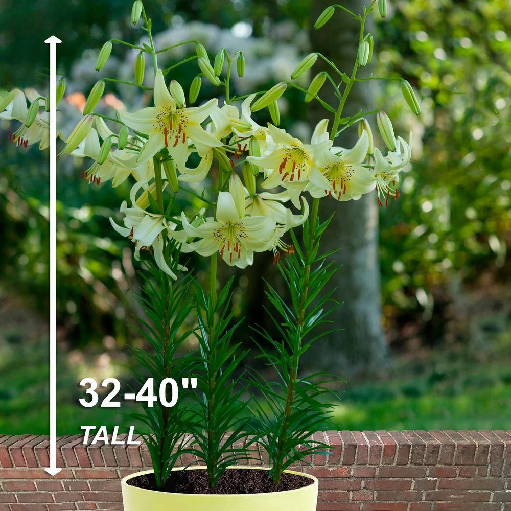 14/16 Cm, Asiatic Lily Sweet Surrender Flower Bulbs (Bag Of 30) 7 14/16 Cm, Asiatic Lily Sweet Surrender Flower Bulbs (Bag Of 30) - Image 5