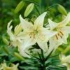14/16 Cm, Asiatic Lily Sweet Surrender Flower Bulbs (Bag Of 30) -J Parkers Garden Store garden state bulb flower bulbs ecs 36 30 03 64 1000