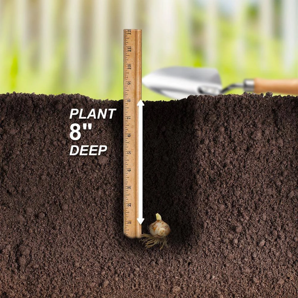 14/16 Cm, Asiatic Lily Sweet Surrender Flower Bulbs (Bag Of 30) 8 14/16 Cm, Asiatic Lily Sweet Surrender Flower Bulbs (Bag Of 30) - Image 6