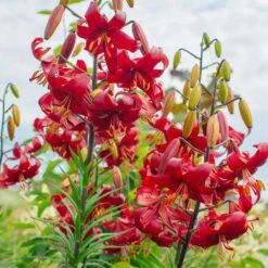 14 Cm/16 Cm, Asiatic Lily Red Velvet Flower Bulbs (Bag Of 10) -J Parkers Garden Store garden state bulb flower bulbs ecs 38 10 01 31 1000
