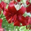 14/16 Cm, Asiatic Lily Red Velvet Flower Bulbs (Bag Of 20) -J Parkers Garden Store garden state bulb flower bulbs ecs 38 20 02 64 1000