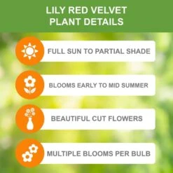 14/16 Cm, Asiatic Lily Red Velvet Flower Bulbs (Bag Of 30) -J Parkers Garden Store garden state bulb flower bulbs ecs 38 30 03 1f 1000