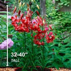 14/16 Cm, Asiatic Lily Red Velvet Flower Bulbs (Bag Of 30) -J Parkers Garden Store garden state bulb flower bulbs ecs 38 30 03 44 1000