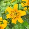 14/16 Cm, Asiatic Lily Yellow Bruse Flower Bulbs (Bag Of 10) -J Parkers Garden Store garden state bulb flower bulbs ecs 40 10 01 64 1000