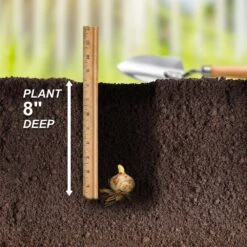 14/16 Cm, Asiatic Lily Yellow Bruse Flower Bulbs (Bag Of 10) -J Parkers Garden Store garden state bulb flower bulbs ecs 40 10 01 fa 1000