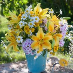 14/16 Cm, Asiatic Lily Yellow Bruse Flower Bulbs (Bag Of 20) -J Parkers Garden Store garden state bulb flower bulbs ecs 40 20 02 31 1000