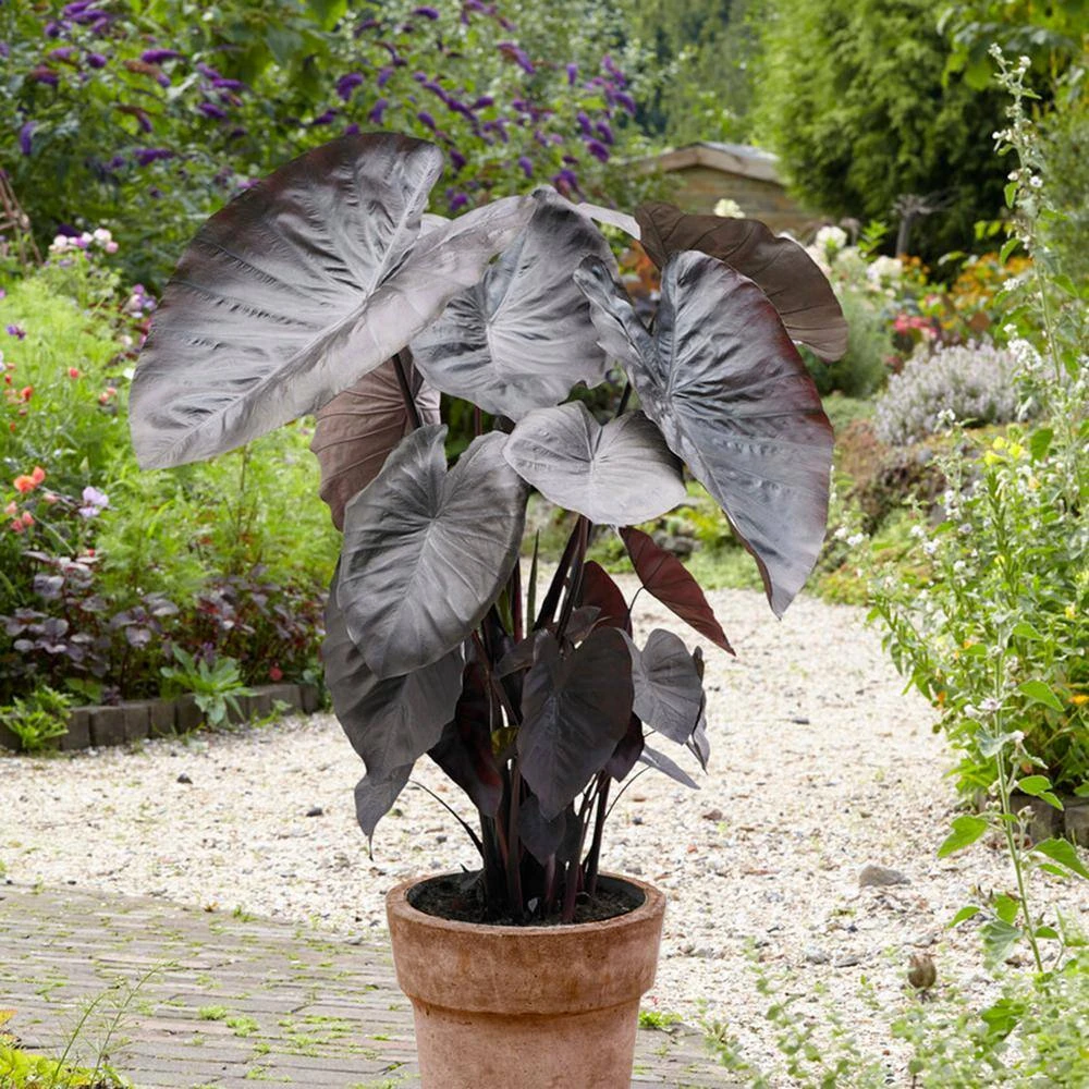 9/11 In., Diamond Head Elephant Ear Bulbs (Bag Of 1) 11 9/11 In., Diamond Head Elephant Ear Bulbs (Bag Of 1) - Image 9