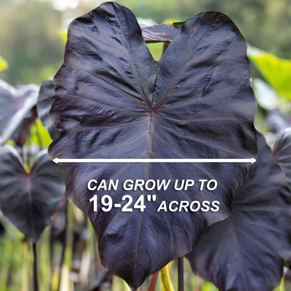 9/11 In., Diamond Head Elephant Ear Bulbs (Bag Of 1) 6 9/11 In., Diamond Head Elephant Ear Bulbs (Bag Of 1) - Image 4