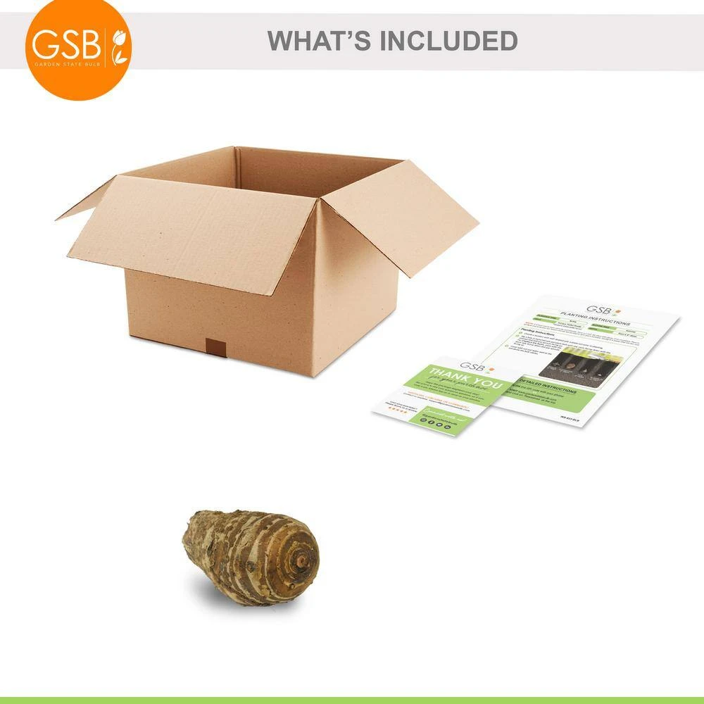 9/11 In., Diamond Head Elephant Ear Bulbs (Bag Of 1) 4 9/11 In., Diamond Head Elephant Ear Bulbs (Bag Of 1) - Image 2