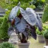 9/11 In., Diamond Head Elephant Ear Bulbs (Bag Of 5) 1 9/11 In., Diamond Head Elephant Ear Bulbs (Bag Of 5) -J Parkers Garden Store garden state bulb flower bulbs ecs 45 05 05 64 1000