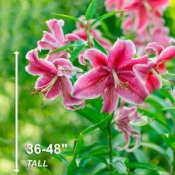 16 Cm/18 Cm, Stargazer Oriental Lily Flower Bulbs (Bag Of 10) -J Parkers Garden Store garden state bulb flower bulbs ecs 47 10 01 4f 1000