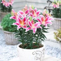 16/18 Cm, Stargazer Oriental Lily Flower Bulbs (Bag Of 20) -J Parkers Garden Store garden state bulb flower bulbs ecs 47 20 02 31 1000