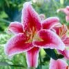 16/18 Cm, Stargazer Oriental Lily Flower Bulbs (Bag Of 20) -J Parkers Garden Store garden state bulb flower bulbs ecs 47 20 02 64 1000