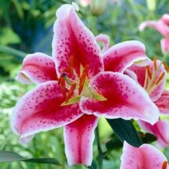 16/18 Cm, Stargazer Oriental Lily Flower Bulbs (Bag Of 30)