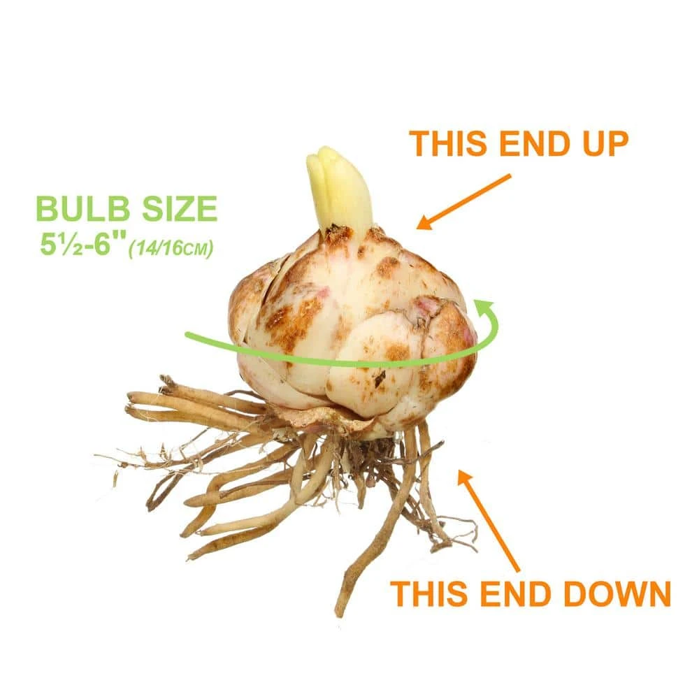 14/16 Cm, Splendens Tiger Lily Flower Bulbs (Bag Of 30) 7 14/16 Cm, Splendens Tiger Lily Flower Bulbs (Bag Of 30) - Image 5