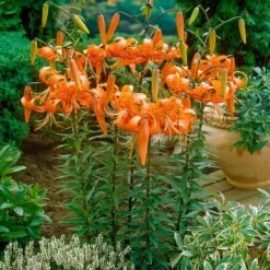 14/16 Cm, Splendens Tiger Lily Flower Bulbs (Bag Of 30) 15 14/16 Cm, Splendens Tiger Lily Flower Bulbs (Bag Of 30) -J Parkers Garden Store garden state bulb flower bulbs ecs 48 30 03 31 1000