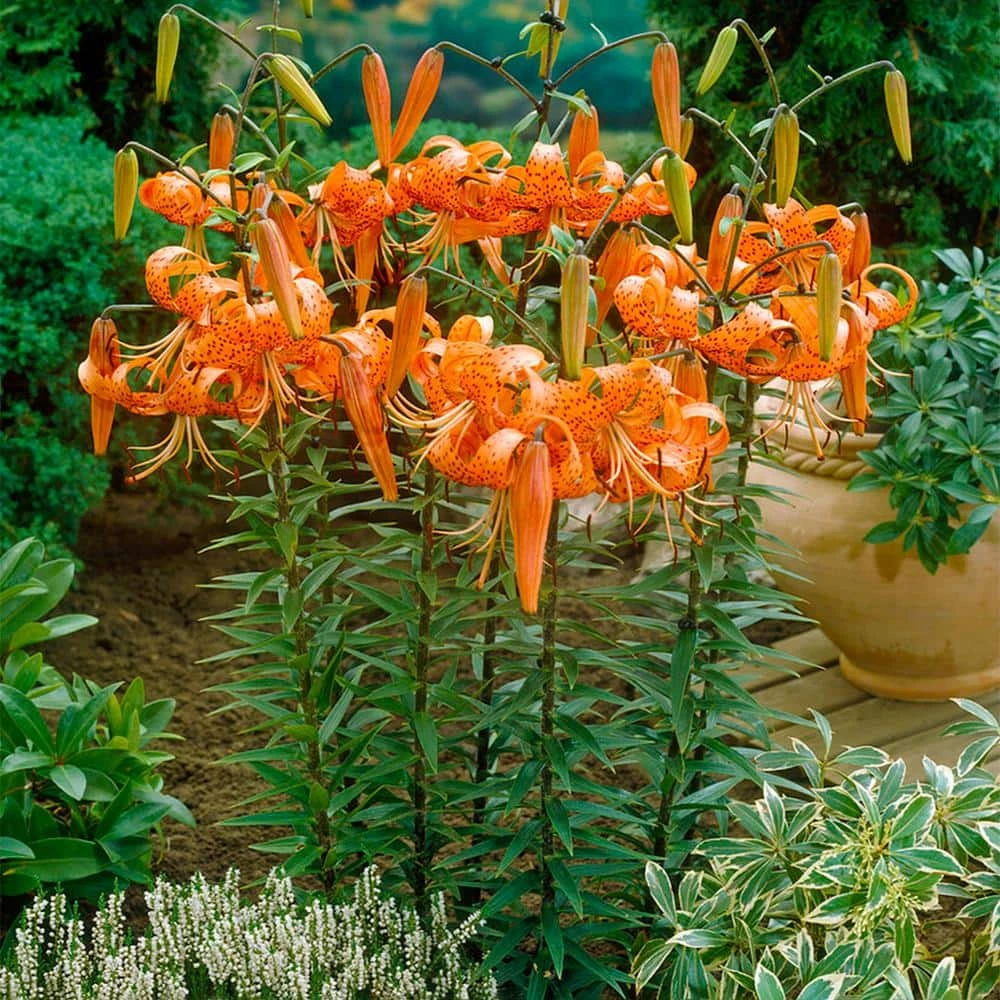 14/16 Cm, Splendens Tiger Lily Flower Bulbs (Bag Of 30) 9 14/16 Cm, Splendens Tiger Lily Flower Bulbs (Bag Of 30) - Image 7