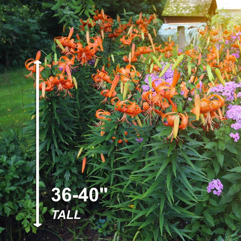 14/16 Cm, Splendens Tiger Lily Flower Bulbs (Bag Of 30) 6 14/16 Cm, Splendens Tiger Lily Flower Bulbs (Bag Of 30) - Image 4