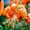14/16 Cm, Splendens Tiger Lily Flower Bulbs (Bag Of 30) -J Parkers Garden Store garden state bulb flower bulbs ecs 48 30 03 64 1000