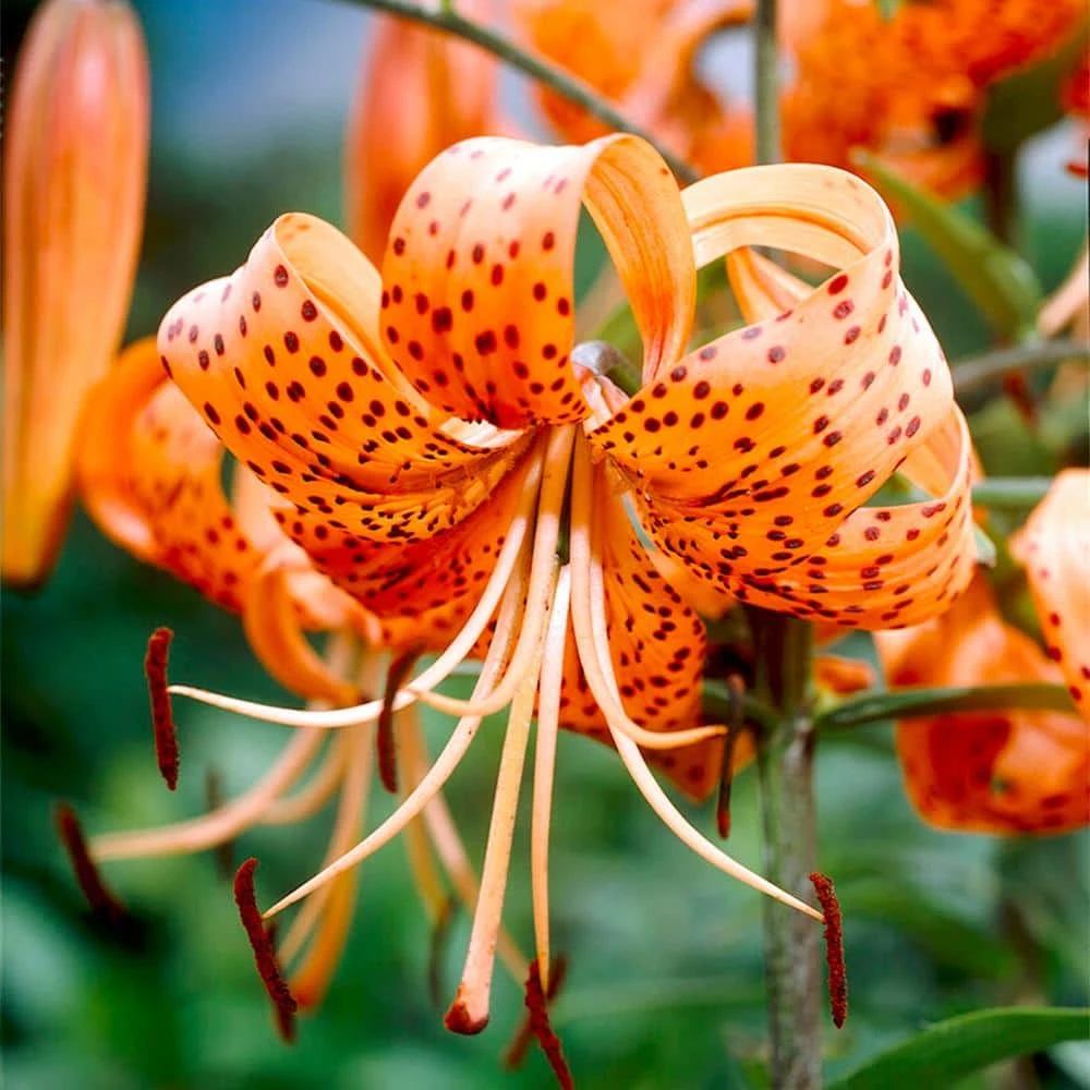 14/16 Cm, Splendens Tiger Lily Flower Bulbs (Bag Of 30) 3 14/16 Cm, Splendens Tiger Lily Flower Bulbs (Bag Of 30)