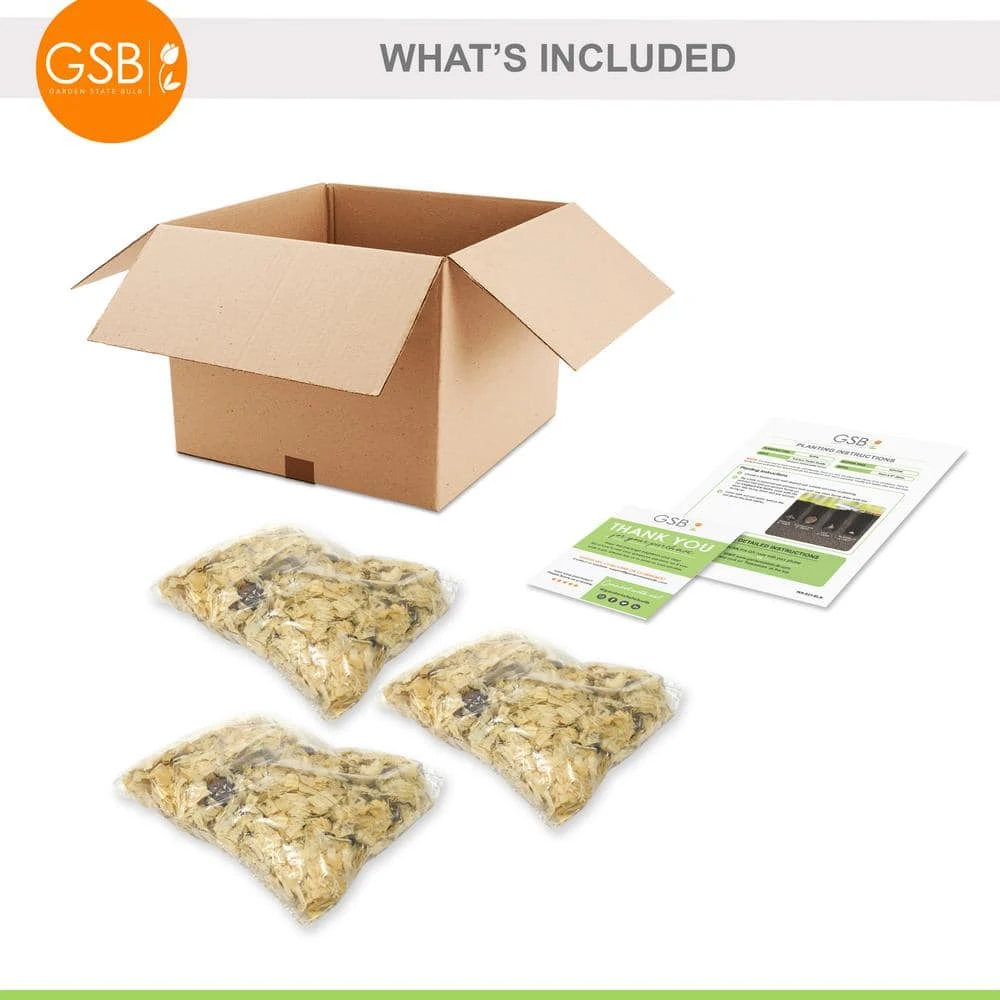 14/16 Cm, Splendens Tiger Lily Flower Bulbs (Bag Of 30) 4 14/16 Cm, Splendens Tiger Lily Flower Bulbs (Bag Of 30) - Image 2