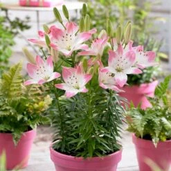14 Cm/16 Cm, Sugar Love Asiatic Lily Flower Bulbs (Bag Of 10) 17 14 Cm/16 Cm, Sugar Love Asiatic Lily Flower Bulbs (Bag Of 10) -J Parkers Garden Store garden state bulb flower bulbs ecs 49 10 01 31 1000