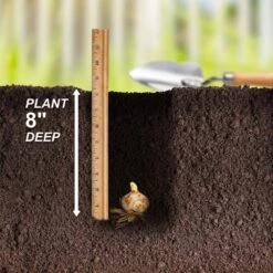 14 Cm/16 Cm, Sugar Love Asiatic Lily Flower Bulbs (Bag Of 10) 14 14 Cm/16 Cm, Sugar Love Asiatic Lily Flower Bulbs (Bag Of 10) -J Parkers Garden Store garden state bulb flower bulbs ecs 49 10 01 44 1000